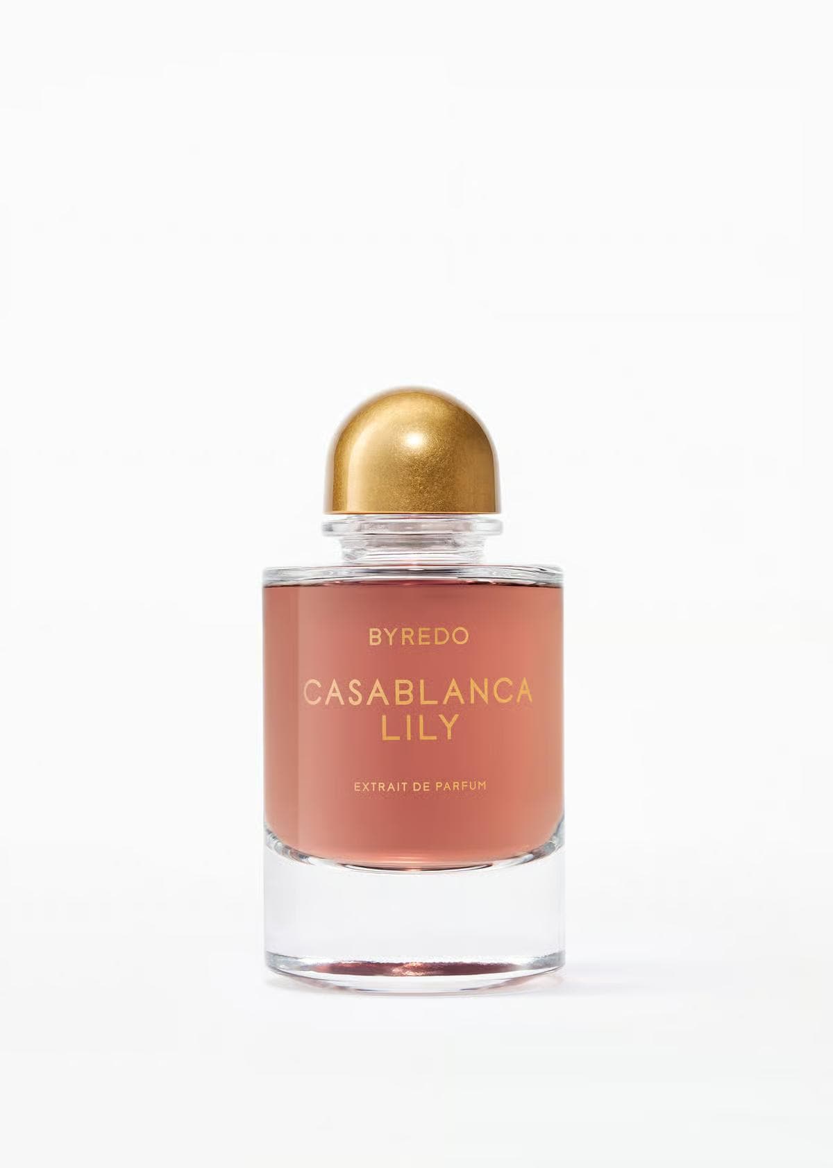 Casablanca Lily 2025