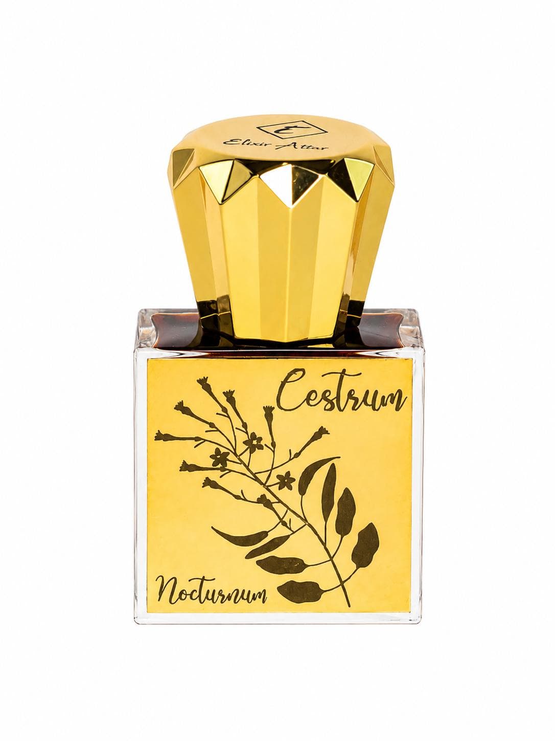Cestrum Nocturnum