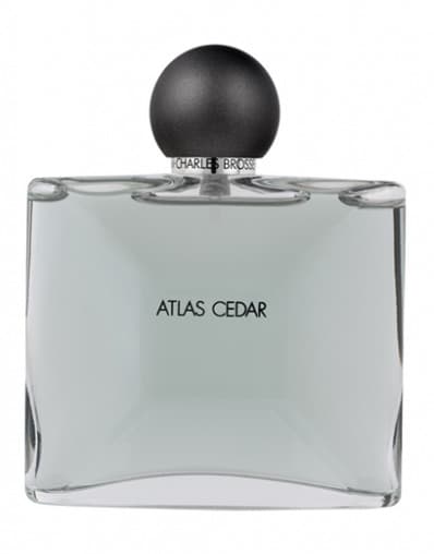 Collection Homme/Atlas Cedar