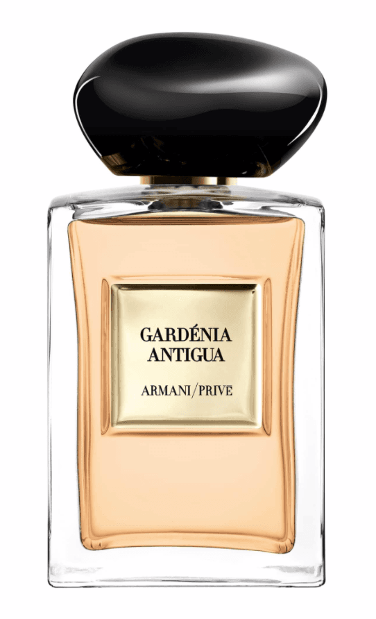 Gardénia Antigua