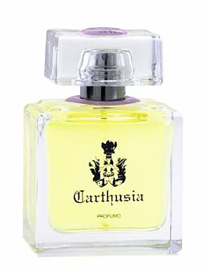 Gelsomini di Capri