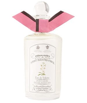 Night Scented Stock