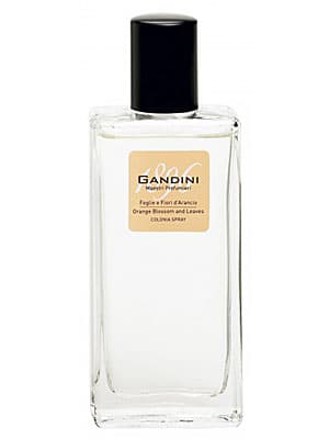 Orange Blossom and Leaf