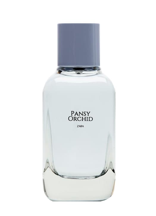 Pansy Orchid