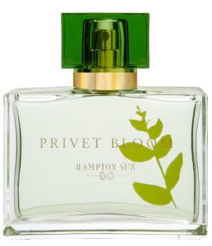Privet Bloom