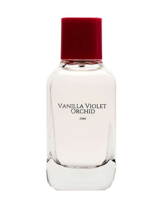 Vanilla Violet Orchid
