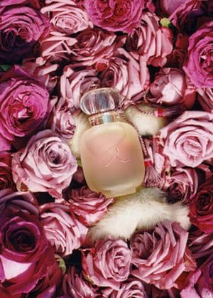 Une Folie de Rose